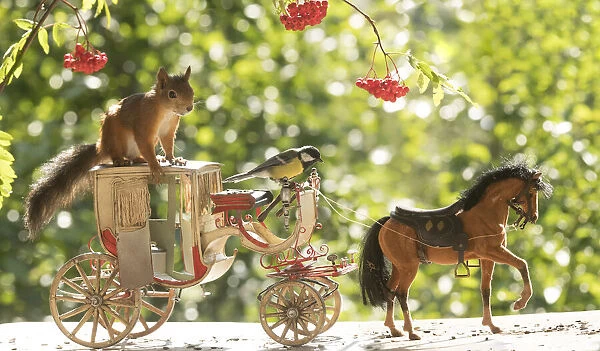 Red Squirrel and great tit with an horse and a horse carriage
