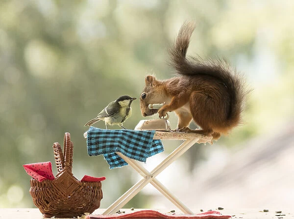 Red Squirrel and great tit with a Ironing Board