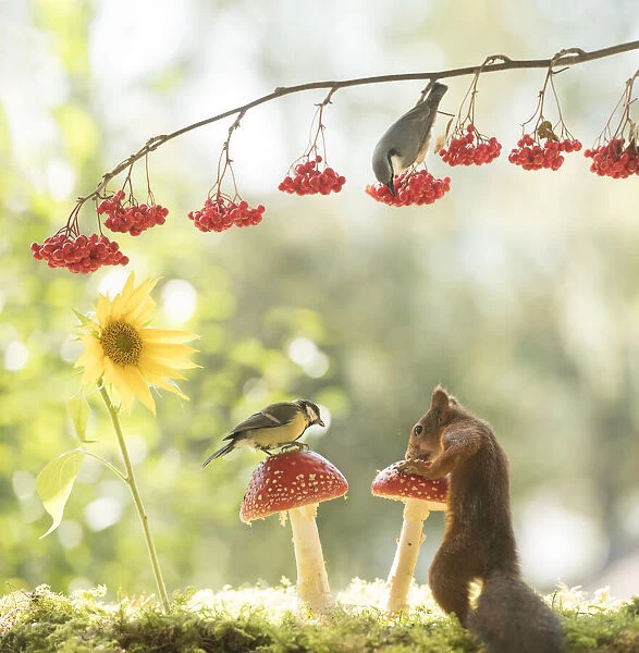 Red Squirrel and great tit with mushroom and sunflower