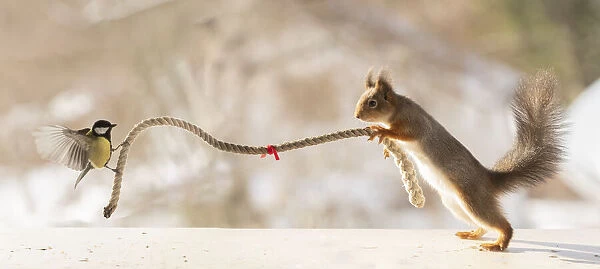Red Squirrel and great tit pulling a rope