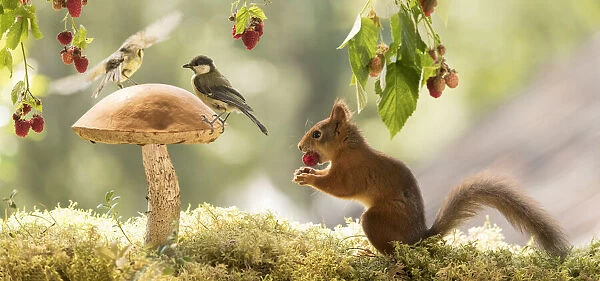 Red Squirrel and great tit with raspberries