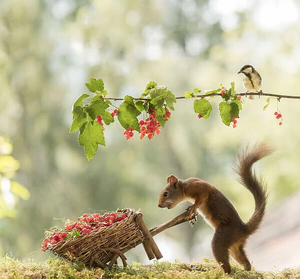Red Squirrel and great tit with red currant and wheelbarrow