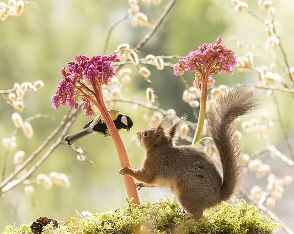 red squirrel and great tit stand with Bergenia flowers