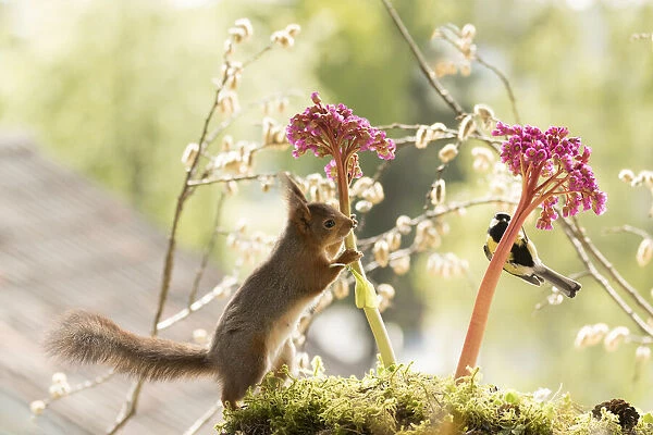 red squirrel and great tit stand with Bergenia flowers