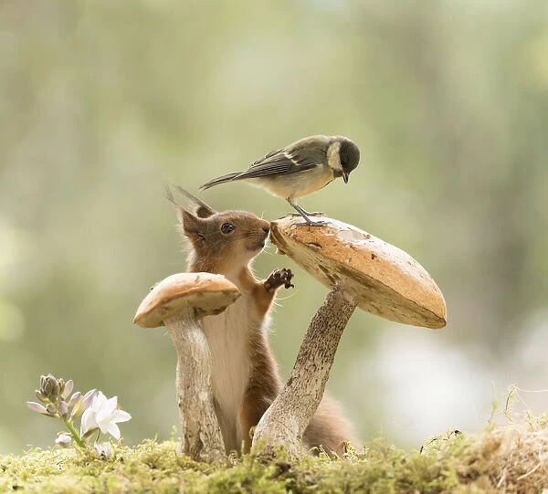 Red Squirrel and great tit stand with a mushroom
