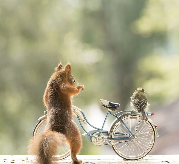 Red Squirrel and great tit standing on a bicycle