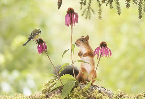 Red Squirrel and great tit standing with daisy flowers