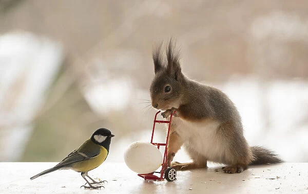 red squirrel and great tit standing with a handtruck with egg Date: 16-03-2021