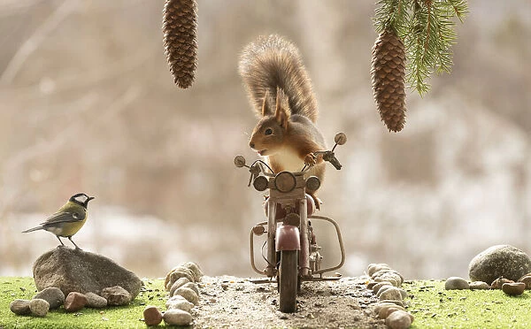 red squirrel and great tit standing on and with an motor bike