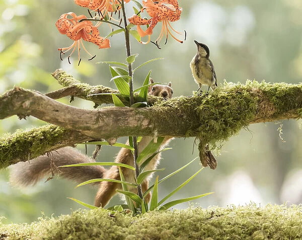 Red Squirrel and great tit with tiger lilies