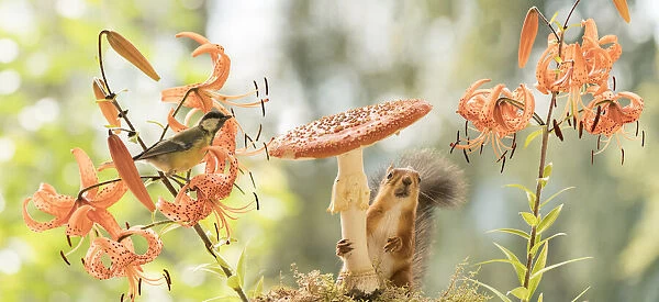 Red Squirrel and great tit with tiger lilies and toadstool