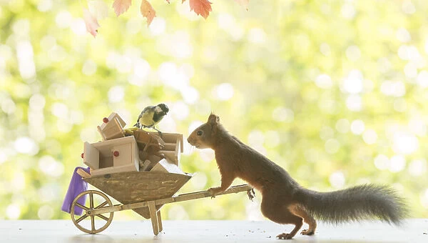 Red Squirrel and great tit with wheelbarrow and funiture