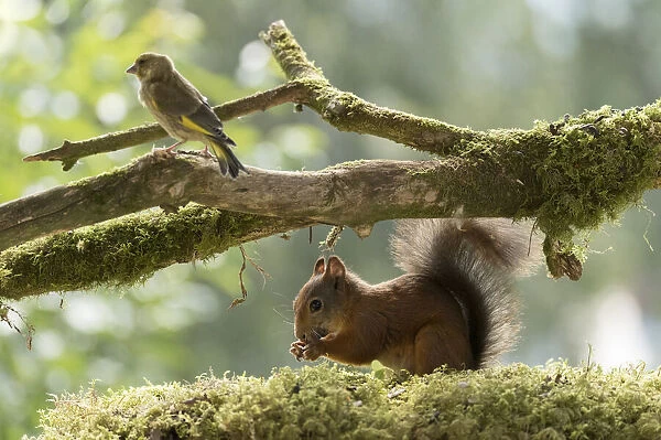 Red Squirrel and greenfinch stand on branch with moss Date: 13-08-2021