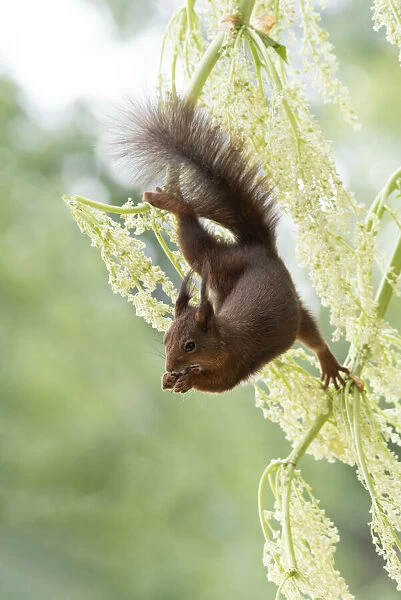 red squirrel hanging from rhubarb flowers branches