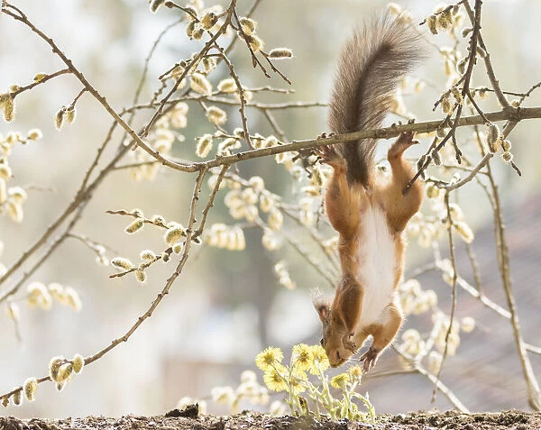 Red Squirrel hanging up side down from willow branches