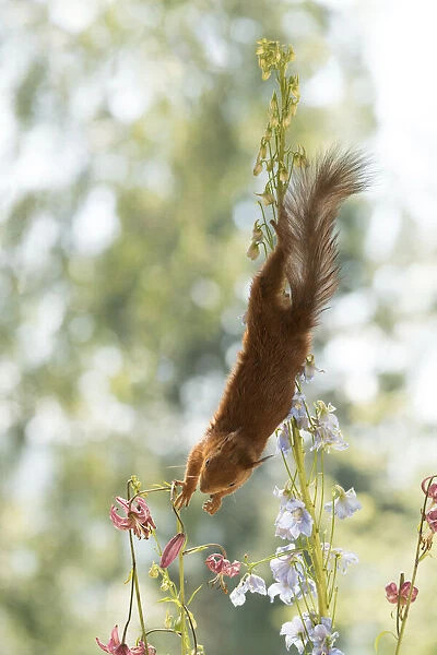 Red Squirrel hangs upside down in Delphinium flowers