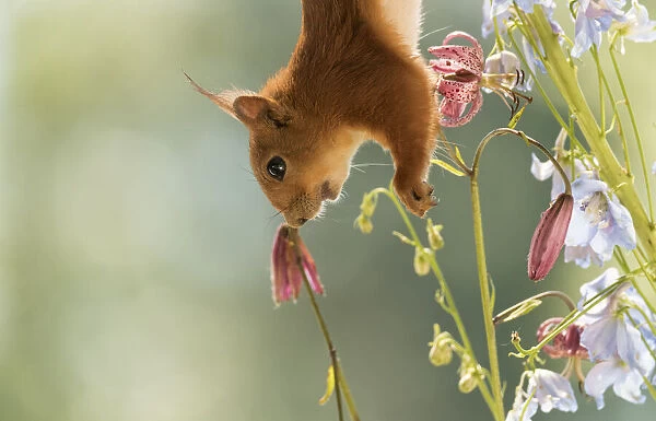 Red Squirrel hangs upside with lily and Delphinium flowers