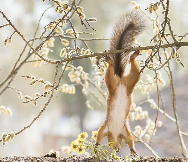 Red Squirrel hangs down from a willow flower branch