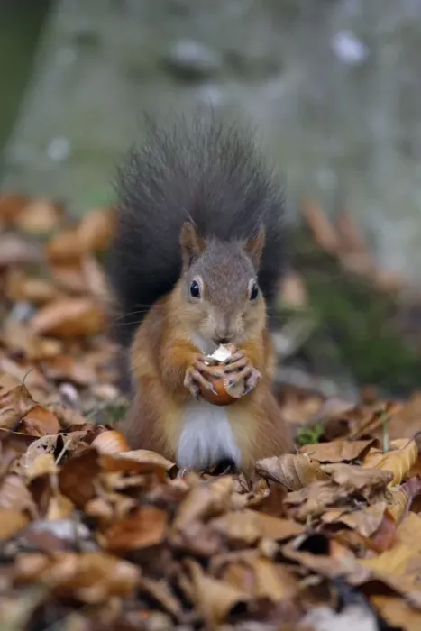 Framed Print : Red Squirrel- with hazel nut in mouth, Northumberland, autumn, England