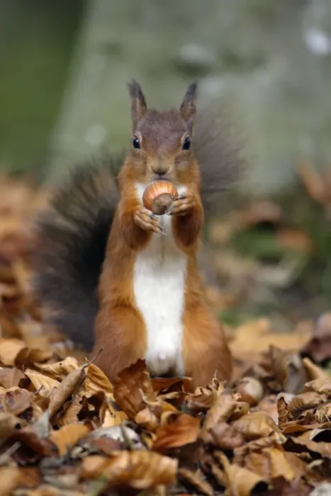 Framed Print : Red Squirrel- with hazel nut in mouth Northumberland autumn England