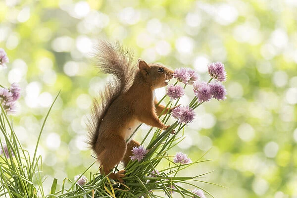 Red Squirrel hold chives flowers with open mouth Date: 28-06-2021