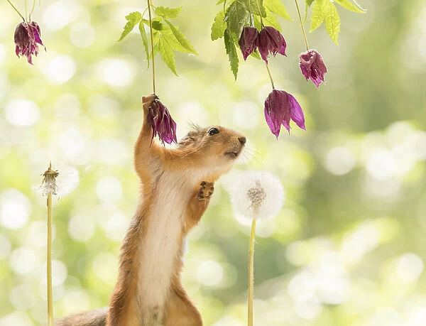 Red Squirrel hold a Clematis flower with dandelion aside