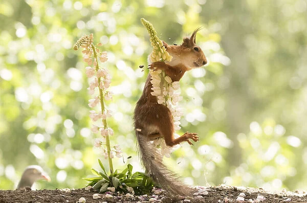 Red Squirrel hold on to lupine flowers