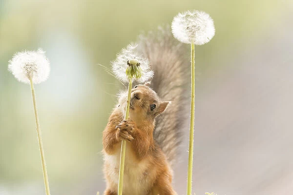 Red Squirrel hold a stem with dandelion seeds