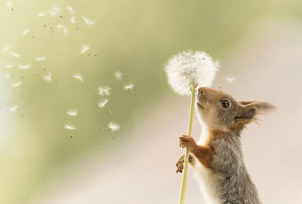 Red Squirrel hold a stem from dandelion with seeds