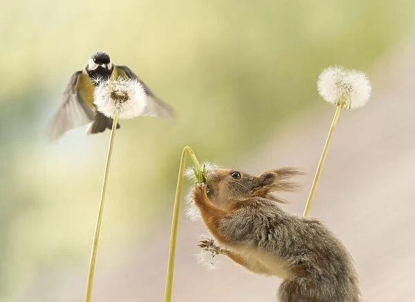 Red Squirrel hold a stem from dandelion with seeds and tit flies