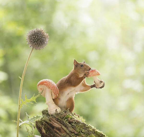 Red Squirrel hold a toadstool