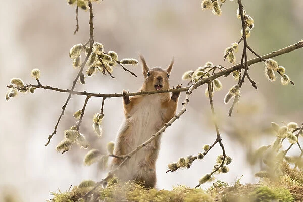 Red Squirrel hold on to willow flower branches