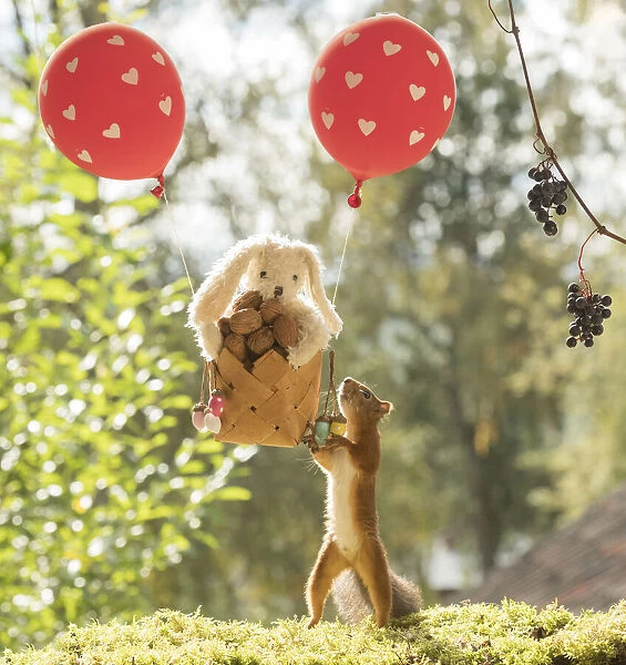 Red Squirrel holding an air balloon with a toy