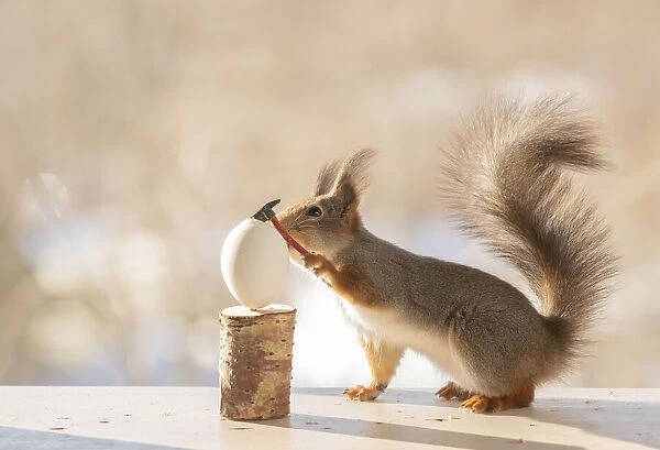 Red Squirrel holding a axe on a egg