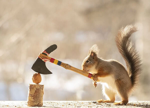 Red Squirrel holding an axe with a walnut Date: 02-03-2021