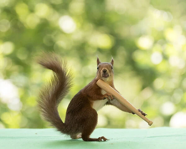 Red Squirrel holding a baseball bat