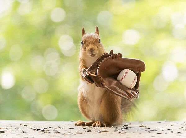 Red Squirrel holding a baseball glove