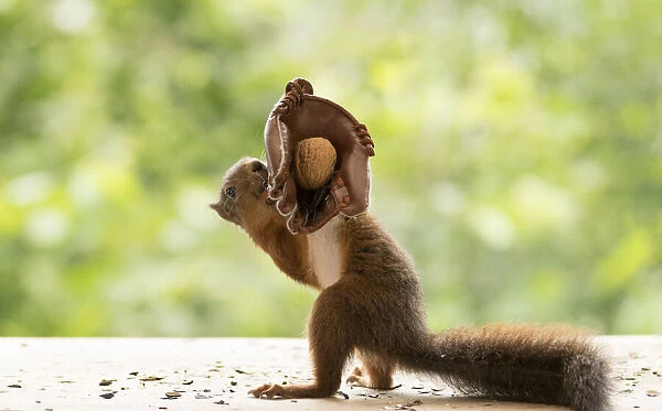 Red Squirrel holding a baseball glove