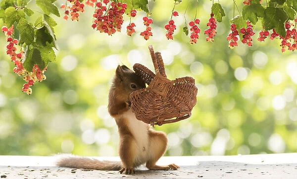 Red Squirrel holding a basket