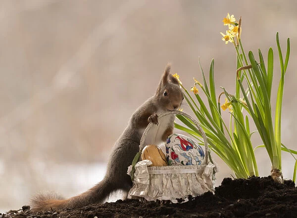 Red Squirrel holding a basket with eggs