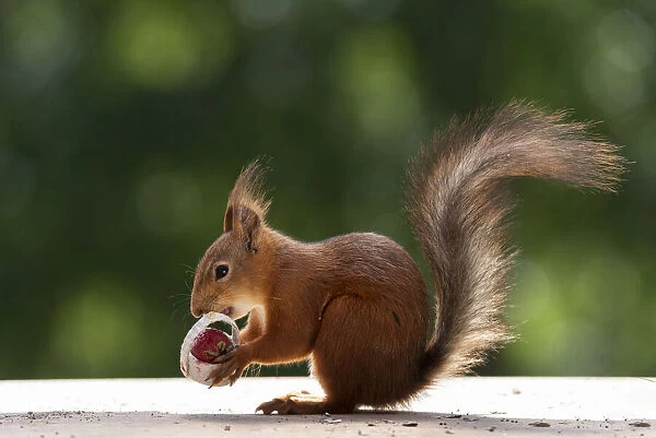red squirrel holding an basket with Strawberry