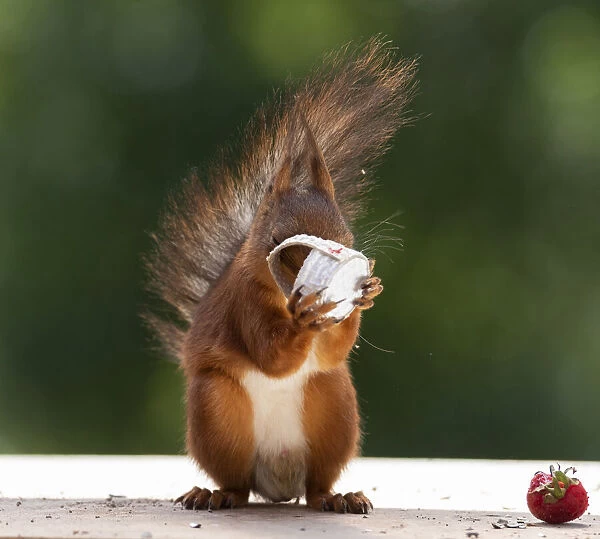 red squirrel holding a basket with Strawberry