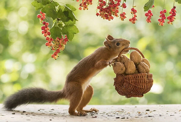 Red Squirrel holding a basket with walnuts