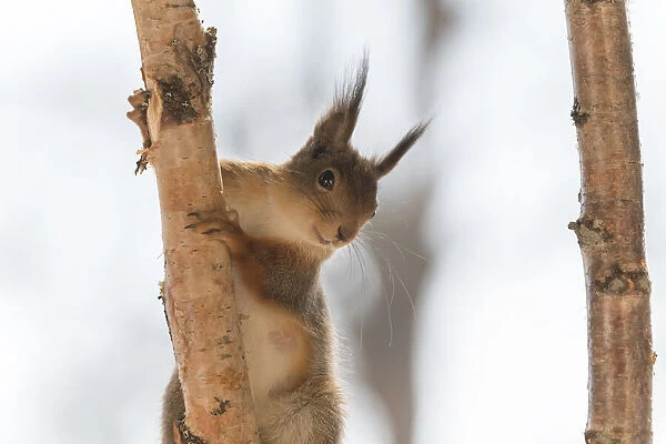 Red Squirrel holding a birch tree