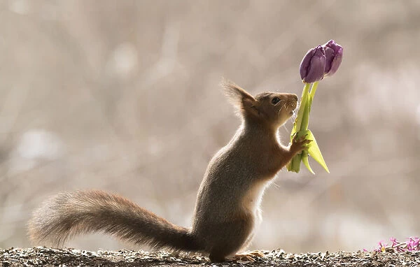 red squirrel holding a bouquet with purple tulips
