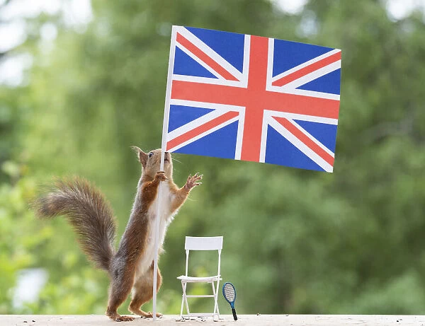 red squirrel is holding a british flag