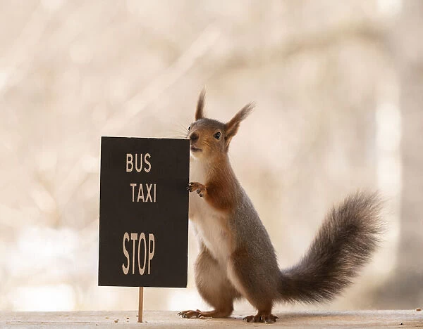 red squirrel is holding a bus taxi stop sign