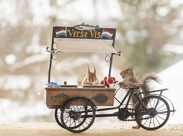 red squirrel holding a cargo bike with fish