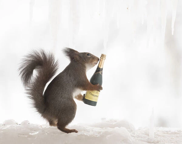 Red squirrel is holding champagne bottle on ice Date: 16-02-2021