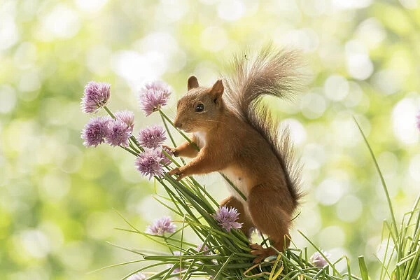 Red Squirrel is holding chives flowers Date: 28-06-2021